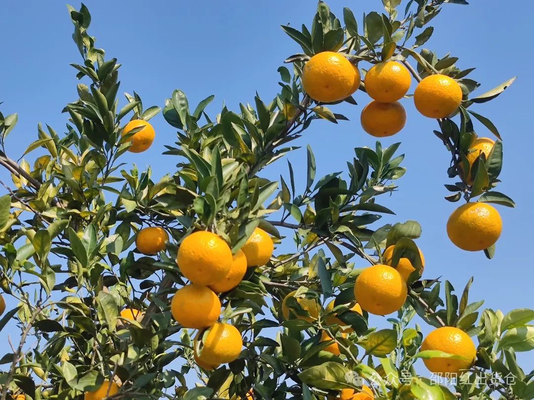 “蜜桔香氣飄萬里，一品甘甜雪峰桔”
