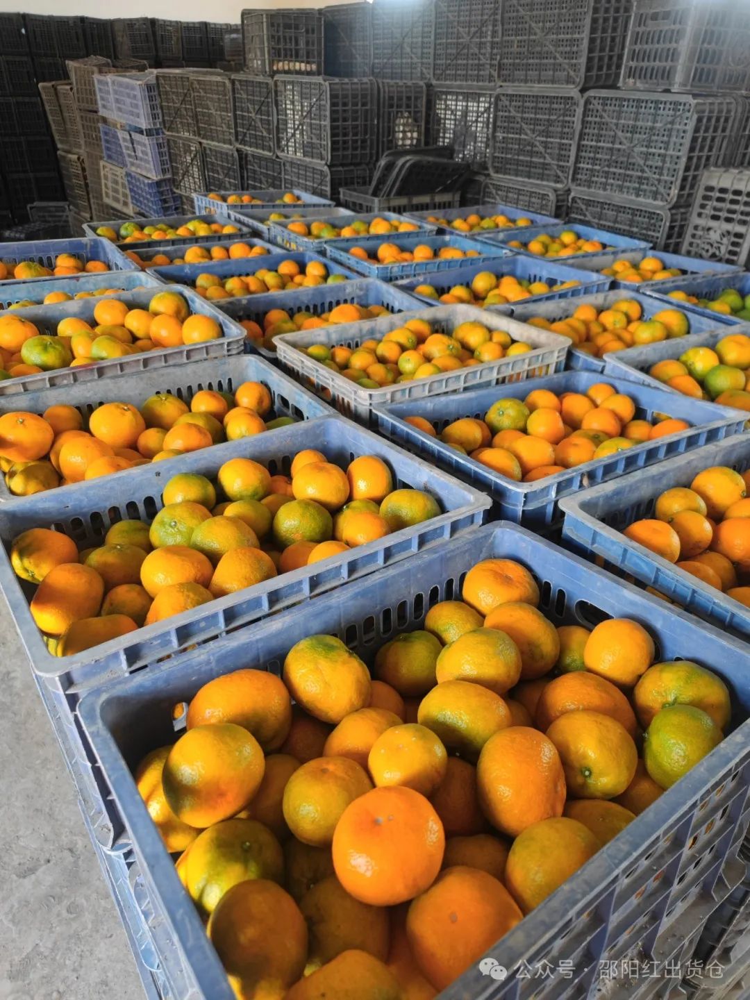 “蜜桔香氣飄萬里，一品甘甜雪峰桔”