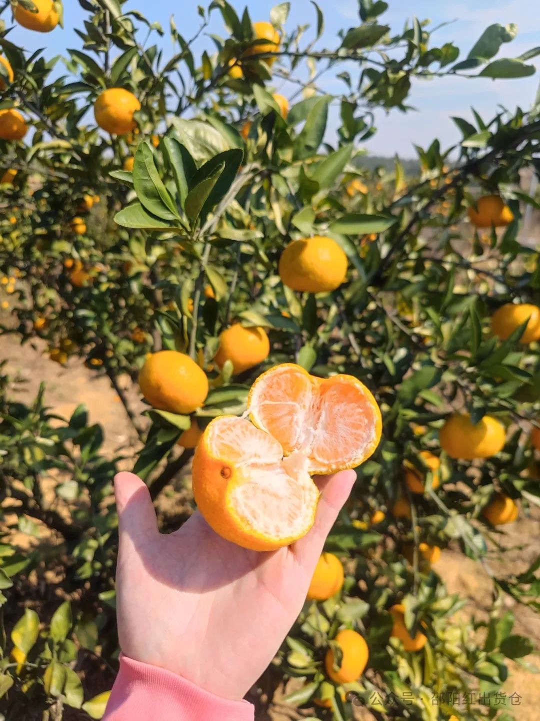 “蜜桔香氣飄萬里，一品甘甜雪峰桔”